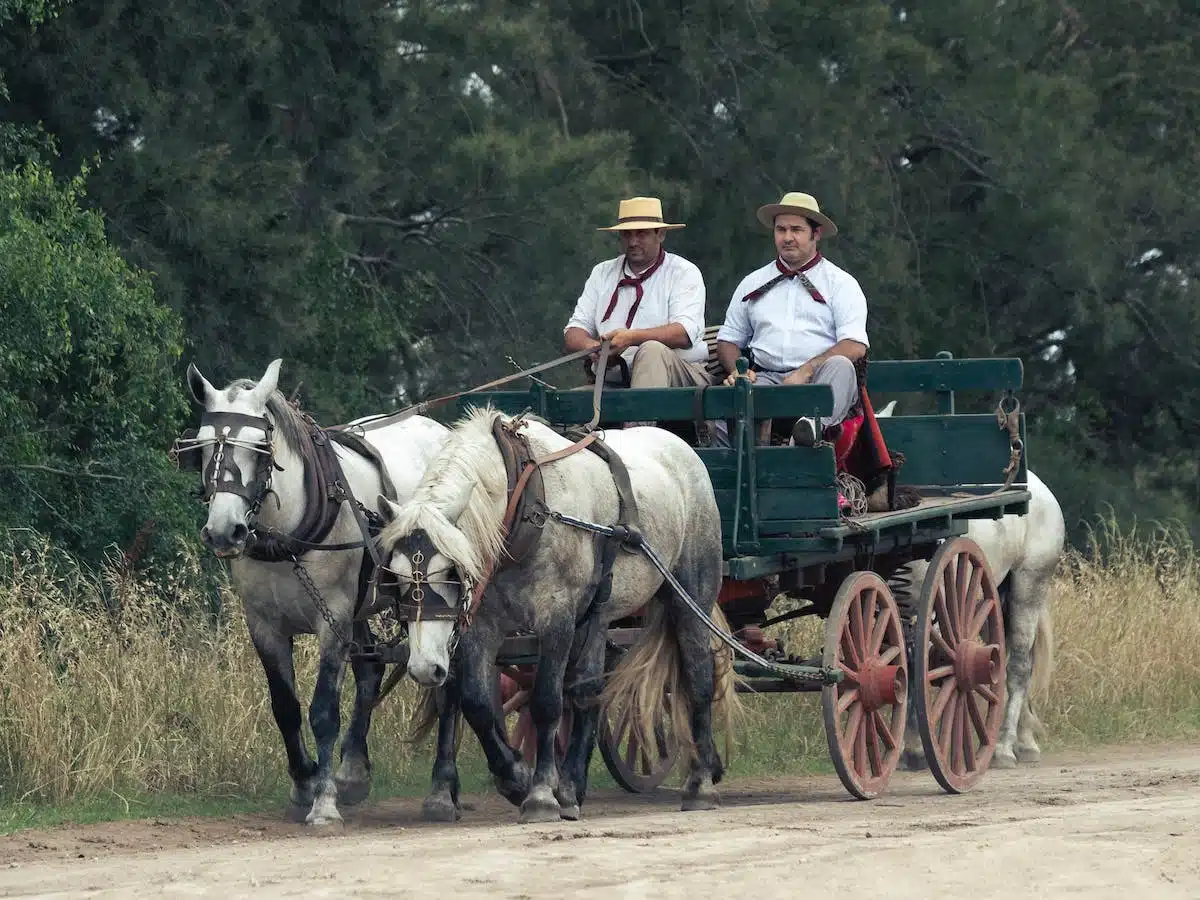 transport chevaux